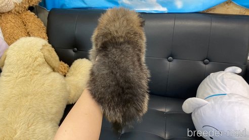成約済の兵庫県のポメチワ:ポメラニアン×チワワ-323682の3枚目